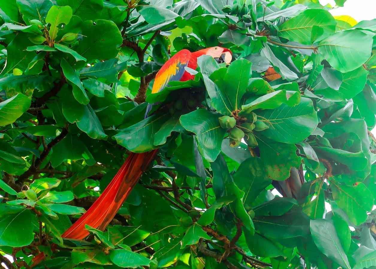 Hotel Hoja De Oro Corcovado Puerto Jiménez Екстериор снимка